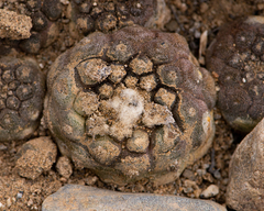 Copiapoa hypogaea (Copiapoa hypogaea)