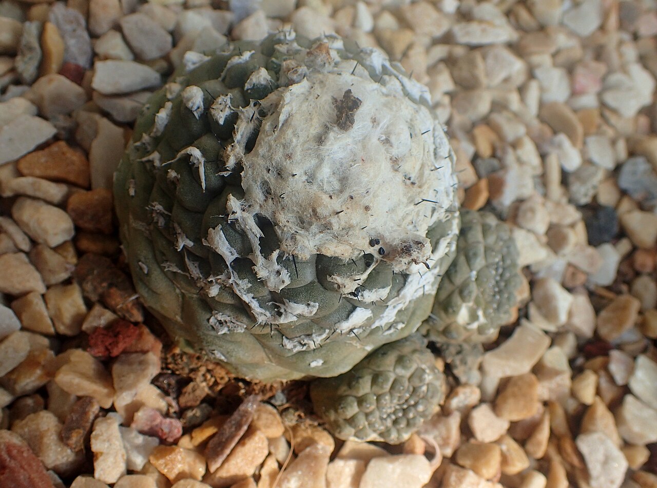 Copiapoa hypogaea: Copiapoa hypogaea at Garfield Park Conservatory