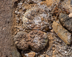 Copiapoa hypogaea (Copiapoa hypogaea)