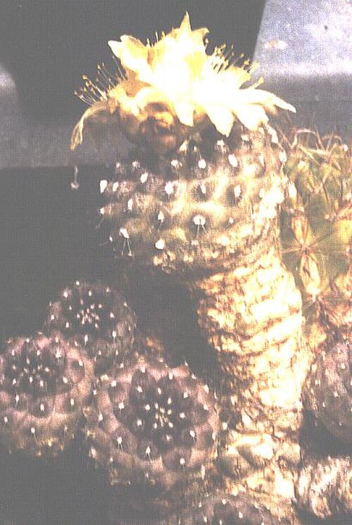 Copiapoa hypogaea: Copiapoa hypogea