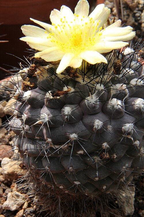 Copiapoa hypogaea: Copiapoa hypogaea