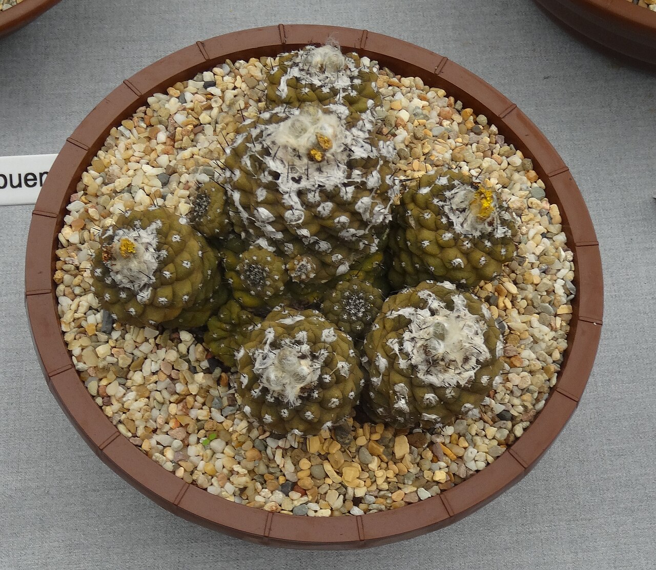 Copiapoa hypogaea: From the stand of Craig House Cacti at the Hampton Court Flower Show 2016