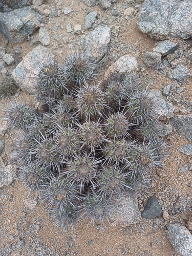Copiapoa marginata (Copiapoa marginata)