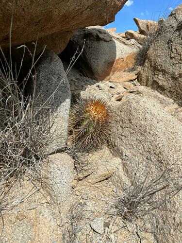 Copiapoa marginata (Copiapoa marginata)