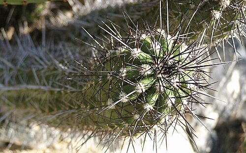 Copiapoa marginata: Copiapoa marginata. Berggarten Hannover.