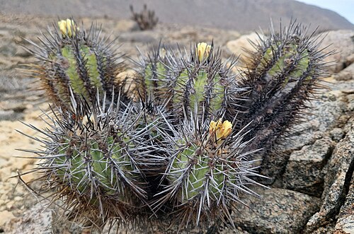 Copiapoa marginata: Copiapoa marginata in Chile