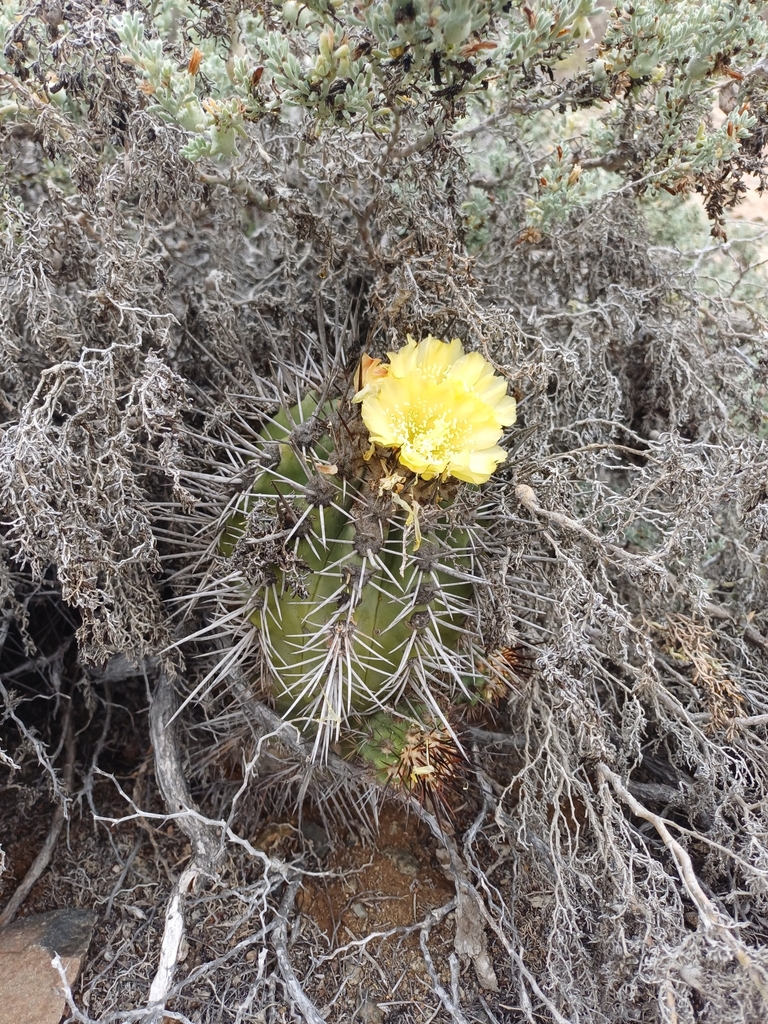Copiapoa marginata (Copiapoa marginata)