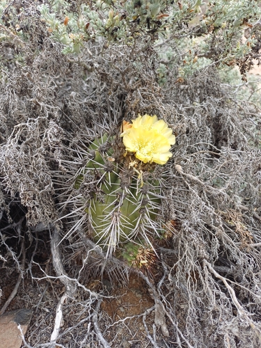 Copiapoa marginata (Copiapoa marginata)