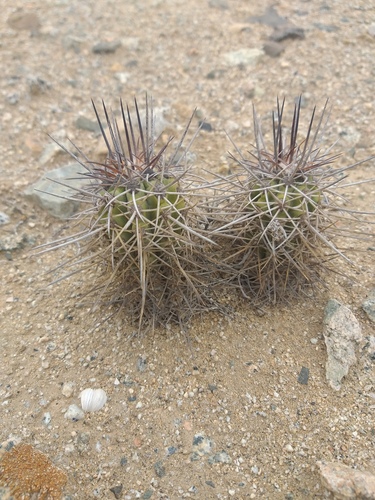 Copiapoa marginata (Copiapoa marginata)