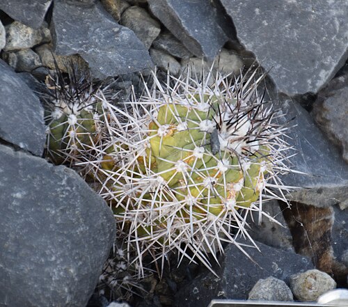 Copiapoa marginata: Copiapoa marginata in Dunedin Botanic Garden, Dunedin, New Zealand