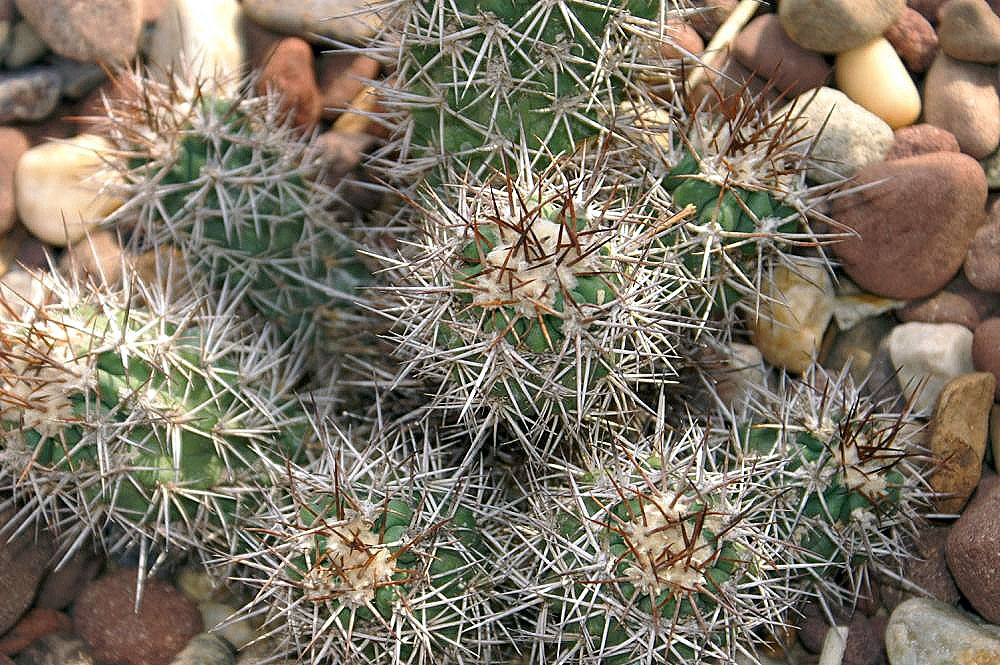 Copiapoa marginata: Location taken: Rawlings Conservatory & Botanic Gardens, Baltimore MD USA. Names: Copiapoa marginata (Salm-Dyck) Britton & Rose, Copiapoa, Copiapoa de Bridge Cl