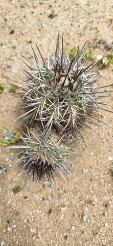 Copiapoa marginata (Copiapoa marginata)