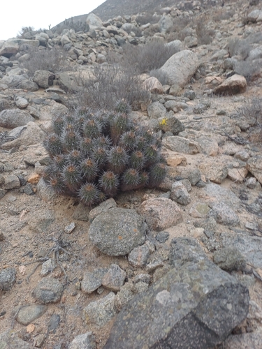 Copiapoa marginata (Copiapoa marginata)