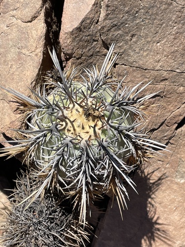 Copiapoa marginata (Copiapoa marginata)