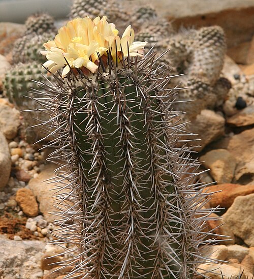 Copiapoa marginata: Copiapoa marginata im Botanischen Garten Dresden