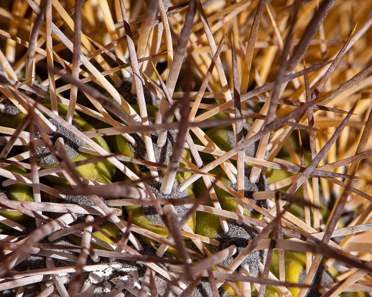 Copiapoa taltalensis: Copiapoa taltalensis in Chile