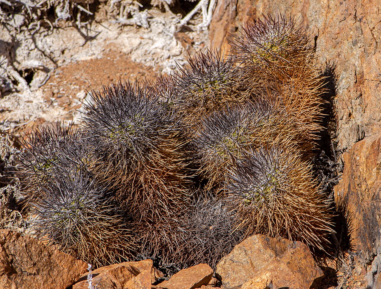Copiapoa taltalensis: Copiapoa taltalensis in Chile