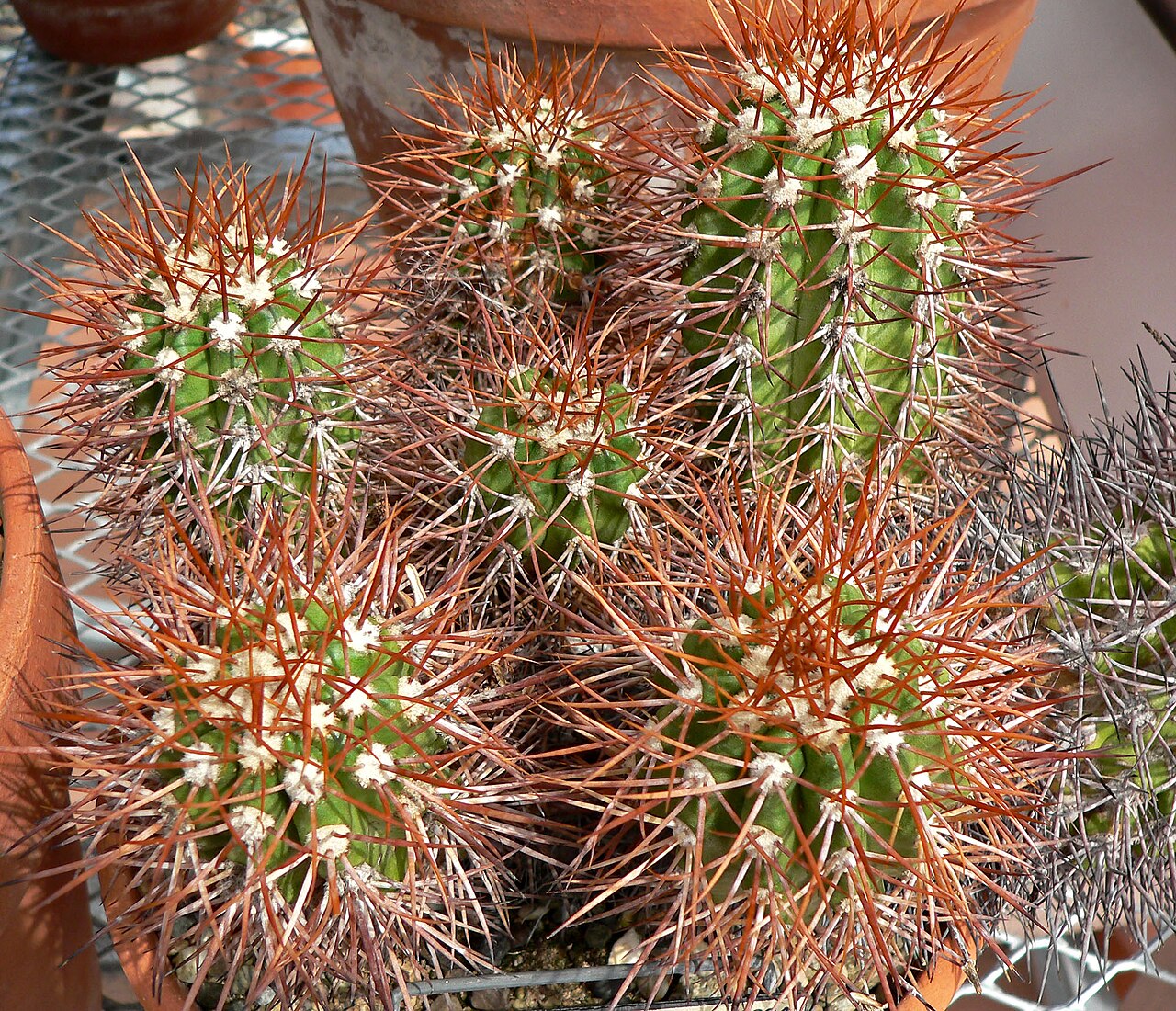 Copiapoa taltalensis: Copiapoa humilis at the University of California Botanical Garden , Berkeley, California