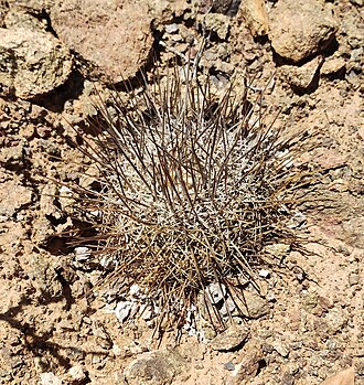 Copiapoa taltalensis: Copiapoa taltalensis in Chile