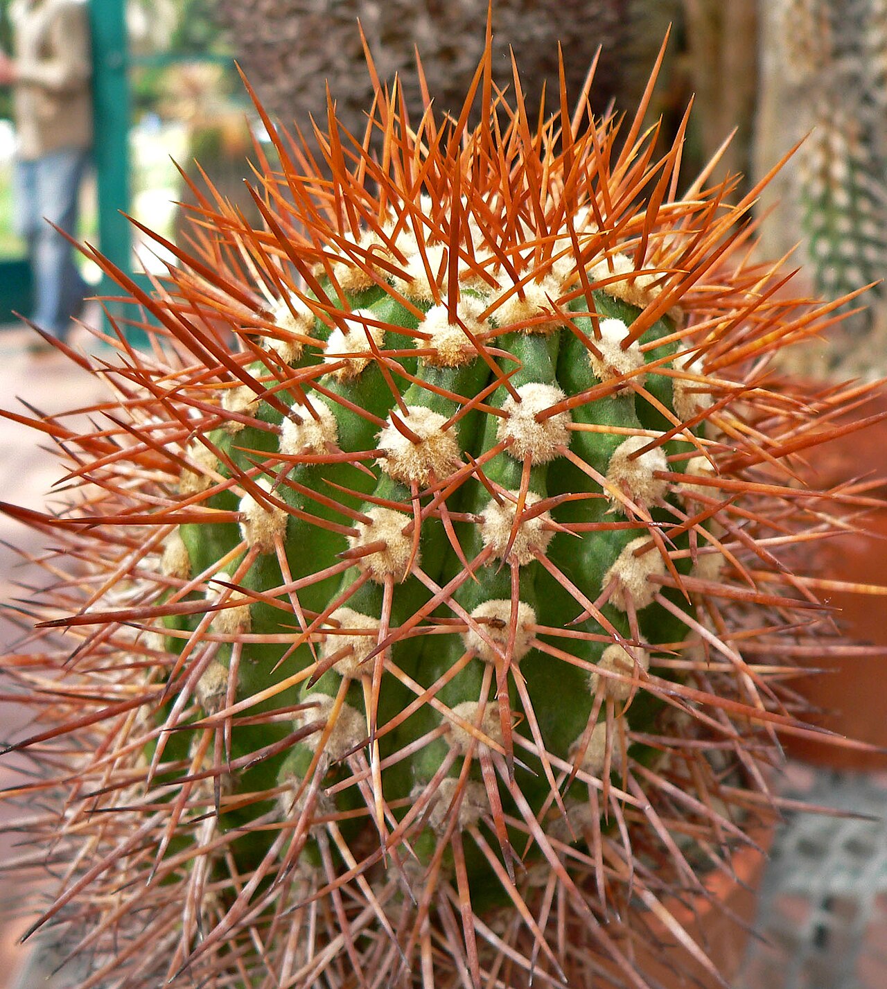 Copiapoa taltalensis: Copiapoa humilis at the University of California Botanical Garden , Berkeley, California
