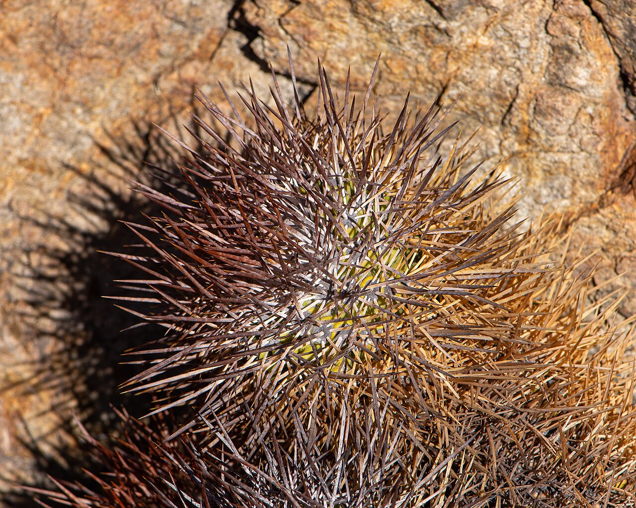 Copiapoa taltalensis: Copiapoa taltalensis in Chile