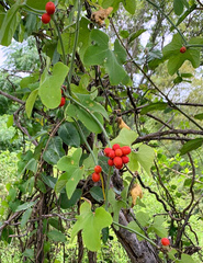 Corallocarpus bainesii (Corallocarpus bainesii)
