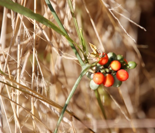 Corallocarpus bainesii (Corallocarpus bainesii)