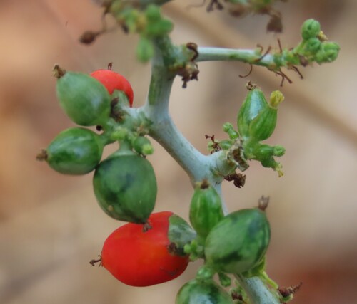 Corallocarpus bainesii (Corallocarpus bainesii)