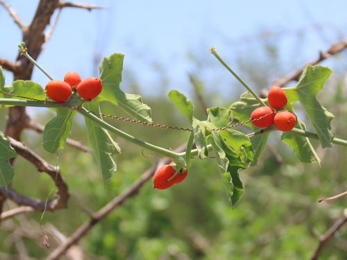 Corallocarpus bainesii (Corallocarpus bainesii)
