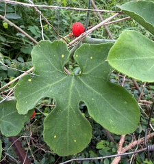 Corallocarpus bainesii (Corallocarpus bainesii)