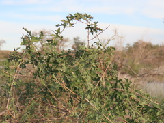 Corallocarpus dissectus (Corallocarpus dissectus)