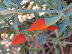 Corallocarpus dissectus (Corallocarpus dissectus)