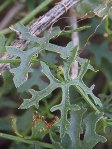 Corallocarpus dissectus (Corallocarpus dissectus)