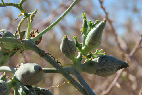 Corallocarpus dissectus (Corallocarpus dissectus)