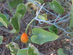 Corallocarpus schinzii (Corallocarpus schinzii)