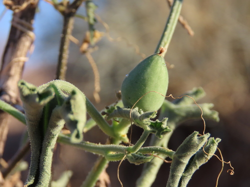 Corallocarpus schinzii (Corallocarpus schinzii)