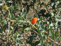 Corallocarpus schinzii (Corallocarpus schinzii)