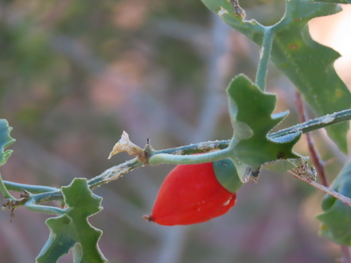 Corallocarpus schinzii (Corallocarpus schinzii)
