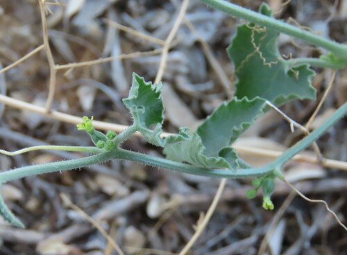 Corallocarpus schinzii (Corallocarpus schinzii)