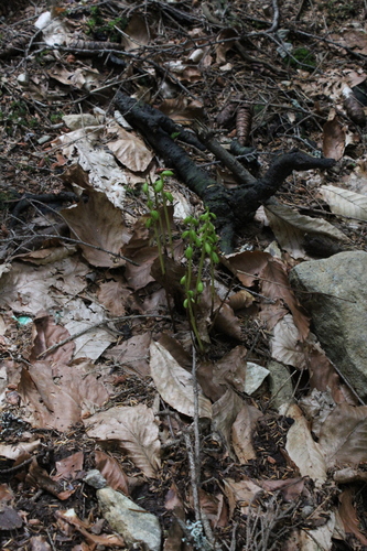 Yellow coralroot (Corallorhiza trifida)