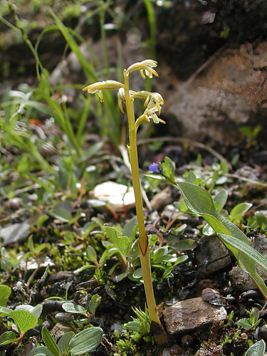 Yellow coralroot (Corallorhiza trifida)