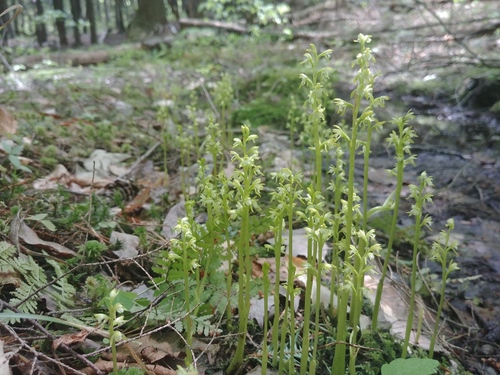 Yellow coralroot (Corallorhiza trifida)