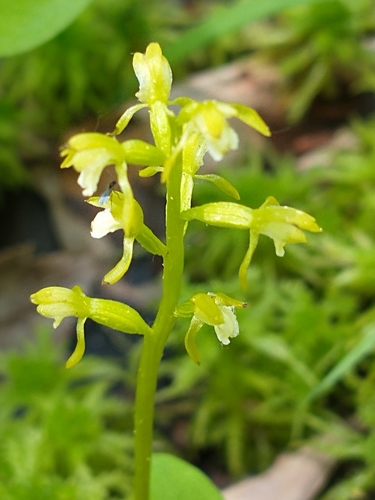 Yellow coralroot (Corallorhiza trifida)