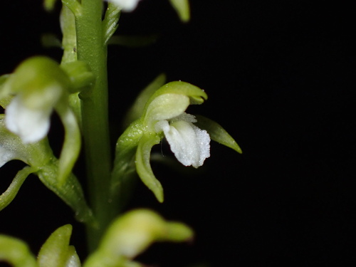 Yellow coralroot (Corallorhiza trifida)
