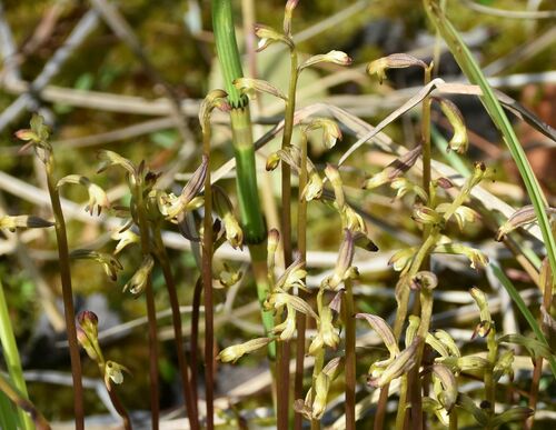 Yellow coralroot (Corallorhiza trifida)