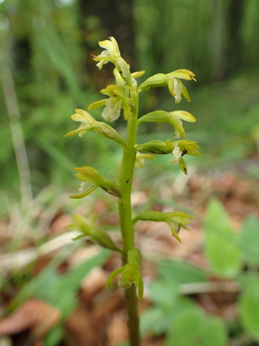 Yellow coralroot (Corallorhiza trifida)