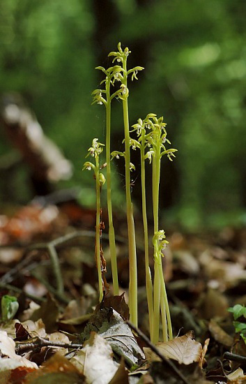Yellow coralroot (Corallorhiza trifida)