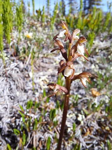 Yellow coralroot (Corallorhiza trifida)