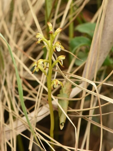 Yellow coralroot (Corallorhiza trifida)