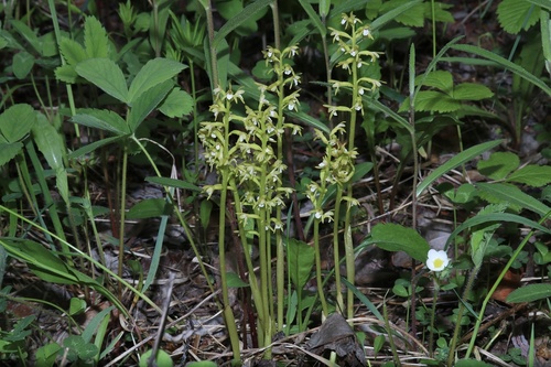 Yellow coralroot (Corallorhiza trifida)